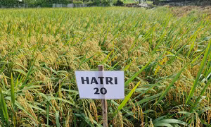 Giống lúa HATRI 20. Nguồn: hatri.org 