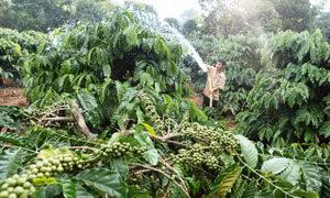 Gia đình anh H’Nich, người dân tộc Ba Na ở làng K’Tăng, xã K’Răng, huyện Đắk Đoa vay vốn chính sách từ chương trình tín dụng hộ mới thoát nghèo trồng cà phê và hồ tiêu. Ảnh: TTXVN