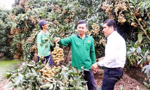 Anh Nguyễn Hữu Thanh (giữa) thu hoạch nhãn Ido trong đợt hạn mặn 2019 - 2020. Ảnh: baodongkhoi.vn