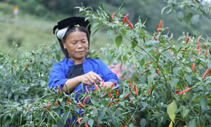Người dân thôn Nà Pất, xã Vân Thủy, huyện Chi Lăng thu hoạch ớt tươi. Ảnh: Anh Tuấn – TTXVN