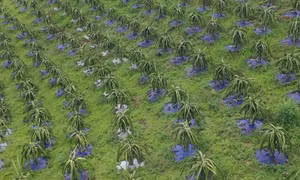 Thanh long Sơn La vươn ra thị trường thế giới