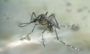 Muỗi vằn (Aedes aegypti) 