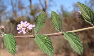 Cây Lippia alba. Ảnh: survivalgardener.com 
