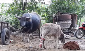 Bệnh viêm da nổi cục trên trâu, bò. Ảnh:TTXVN phát