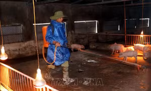Hộ chăn nuôi phun hóa chất diệt khuẩn. Ảnh: Công Tường-TTXVN 