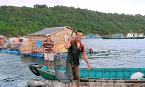 Nuôi cá bè ở huyện đảo Phú Quốc. Ảnh: Lê Huy Hải 