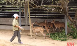 Đàn hươu của gia đình chị Hà Thị Dựa. Ảnh: baothanhhoa.vn