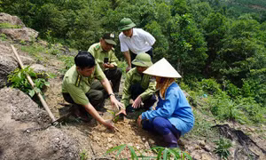 Cán bộ Chi cục Kiểm lâm tỉnh Thái Nguyên hướng dẫn người dân kỹ thuật trồng rừng. Nguồn: nhandan.vn 