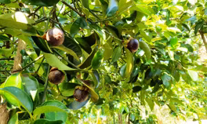 Quảng Nam: Chuyển đổi trồng cây măng cụt cho doanh thu 700 triệu đồng/ha/năm
