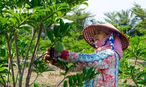 Mãng cầu ta Tây Ninh chính thức được đặc cách lưu hành