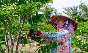 Mãng cầu ta Tây Ninh chính thức được đặc cách lưu hành