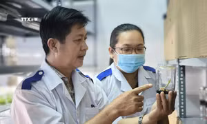 Thành công khi nhân giống dừa bằng phương pháp nuôi cấy mô