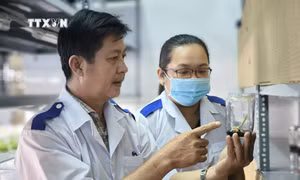 Thành công khi nhân giống dừa bằng phương pháp nuôi cấy mô