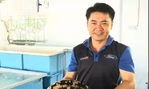 Sản xuất thành công giống hải sâm vú trắng quý hiếm trên thế giới. Ảnh: nangluongsachvietnam.vn