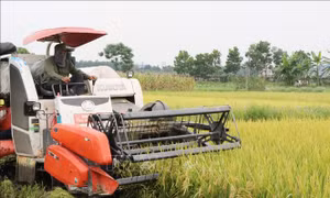 Thu hoạch lúa giống mới, chất lượng cao tại xã Cù Vân, huyện Đại Từ, tỉnh Thái Nguyên. Ảnh: Hoàng Nguyên - TTXVN