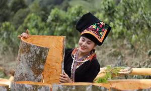 Mùa thu hoạch "vàng xanh" của người Dao huyện Văn Yên. Ảnh: TTXVN 