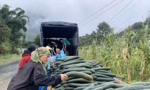 Từ cuối tháng 6 đến nay, người dân xã Giang Ma, huyện Tam Đường (Lai Châu) đã thu hoạch và bán khoảng hơn 170 tấn bí xanh, mỗi quả bí có trọng lượng từ 1,2-2,5 kg. Ảnh: Đinh Thùy-TTXVN 
