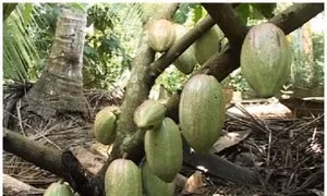 Trà Vinh khuyến khích nhân rộng mô hình trồng dừa xen ca cao