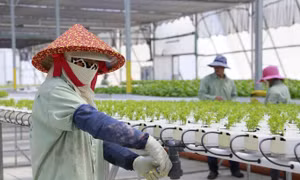 Theo một thỏa thuận song phương, Việt Nam sẽ cử công nhân sang Israel để học hỏi các kỹ thuật nông nghiệp được sử dụng tại Israel - Ảnh: Netafim 
