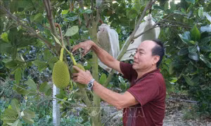 Người dân ở vùng kiểm soát lũ Cai Lậy chăm sóc mít Thái siêu sớm. Ảnh: Minh Trí-TTXVN 