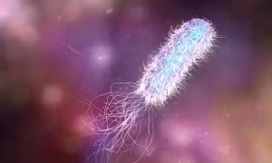 Vi khuẩn kháng kháng sinh Pseudomonas aeruginosa. Ảnh : CSIRO 