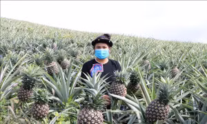 Vườn dứa mật của gia đình anh Triệu Văn Hòa, người dân tộc Tày, Kông Lơng Khơng, huyện Kbang (Gia Lai) cho thu hoạch cao hơn nhiều so với cùng một diện tích trồng sẵn cũ. Ảnh: Hồng Điệp - TTXVN 