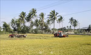 Áp dụng cơ giới hóa trong thu hoạch lúa tại vùng đồng bào Chăm ở xã An Hải, huyện Ninh Phước. Ảnh: Nguyễn Thành – TTXVN 