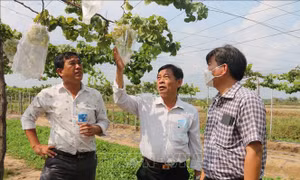 Lãnh đạo Ủy ban nhân dân huyện Duyên Hải và Trung tâm Thông tin - Ứng dụng tiến bộ Khoa học và Công nghệ tỉnh Ninh Thuận đánh giá năng suất, chất lượng quả nho. Ảnh: Thanh Hòa -TTXVN 