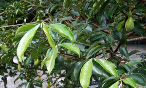 Bạch mộc hương. Ảnh : wikiwand.com 