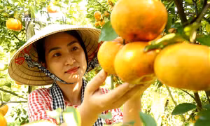 Chị Phạm Thị Mỹ Nhân, Vườn quýt hồng Chú Ba Muôi, quận Bình Thủy, TP.Cần Thơ cho biết, vườn quýt đang chín đều, trái rất đẹp. Ảnh: Thu Hiền - TTXVN 
