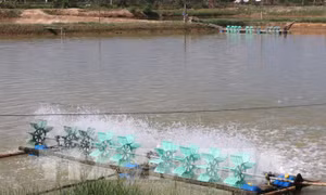 Ao nuôi tôm của hộ nông dân. Ảnh: Nguyên Lý - TTXVN 