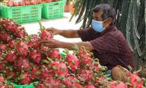 Thanh long đã thu hoạch chờ thương lái đến thu mua. Ảnh: Thanh Bình - TTXVN 