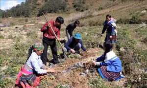 Nhiều hộ dân ở xã Sà Dề Phìn, huyện Sìn Hồ thoát nghèo nhờ trồng cây đương quy. Ảnh: Công Tuyên - TTXVN 
