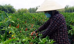 Giá ớt năm trước cao nên năm nay nhiều nông dân chuyển trồng lạc, dưa sang trồng ớt, dẫn đến nguồn cung vượt cầu. Ảnh: Tường Quân - TTXVN 