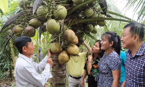 Trà Vinh chủ động nguồn dừa sáp cho sản phẩm OCOP đạt 5 sao