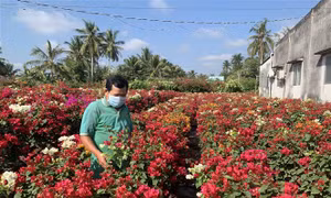 Ông Huỳnh Thanh Tâm ở ấp Lân Đông, xã Phú Sơn (Chợ Lách, Bến Tre) chăm sóc vườn hoa giấy. Ảnh: Chương Đài - TTXVN 