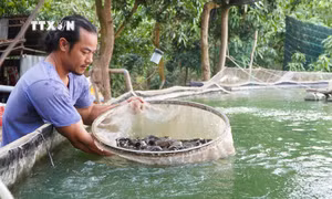 Ông Nguyễn Chí Tâm kiểm tra trọng lượng cá chạch lấu được nuôi trong bể lót bạt. Ảnh: Nhựt An - TTXVN 