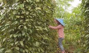 Thu hoạch hồ tiêu tại Bình Phước. Ảnh: TTXVN phát