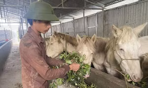 Độc đáo mô hình nuôi ngựa bạch bằng dược liệu