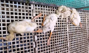 Quảng Ngãi tiêu hủy đàn vịt nhiễm cúm A H5N1