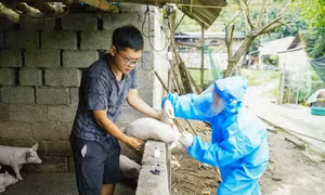 Ngành chăn nuôi Cao Bằng lao đao vì dịch tả lợn châu Phi