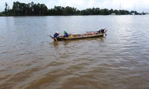 Lũ về, nông dân Đồng Tháp nhộn nhịp nghề 'ăn theo' con nước