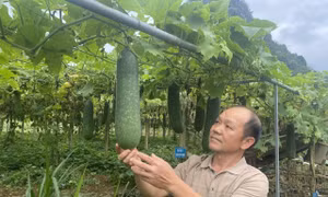 Người nông dân vùng cao 'tận dụng thiên nhiên' mở hướng làm giàu mới