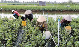 Vùng ngọt hóa Gò Công trồng rau an toàn, thu lãi gấp 7 lần lúa