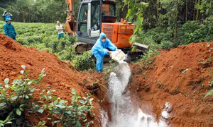 Nhiều khó khăn trong phòng, chống dịch tả lợn châu Phi