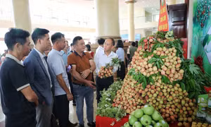 Chủ động xúc tiến, mở rộng thị trường tiêu thụ vải thiều