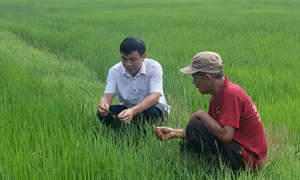 Cánh đồng hiện đại nơi biên giới: Máy móc thay trâu, thu nhập tăng gấp bội