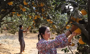 Mô hình trang trại tổng hợp của gia đình anh Hoàng Văn Trưởng ở thôn Minh Hà, xã Minh Khương cho thu nhập trên 1 tỷ đồng/năm. Ảnh: An Thành Đạt