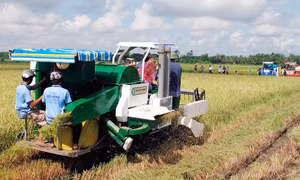 Thu hoạch lúa bằng máy gặt đập liên hợp ở huyện Mỹ Xuyên (Sóc Trăng). Ảnh: Trung Hiếu