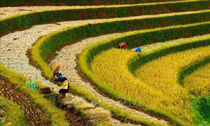 Người dân gặt lúa tại đồi Mâm Xôi, xã La Pán Tẩn, Mù Cang Chải. Ảnh: Lâm Khánh – TTXVN